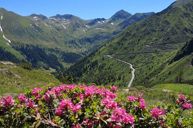 Almrausch mit Blick auf die S&ouml;lkpassstra&szlig;e &copy; Schladming-Dachstein