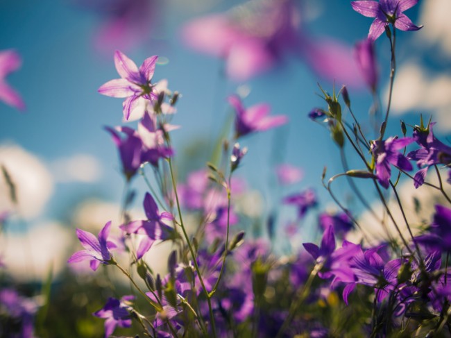 Alpenblumen bl&uuml;hen neben den Wanderwegen