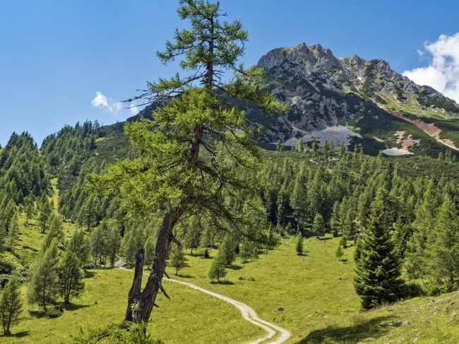 Unber&uuml;hrte Natur rund um den Biobauernhof