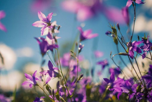 Bl&uuml;hende Blumenwiese